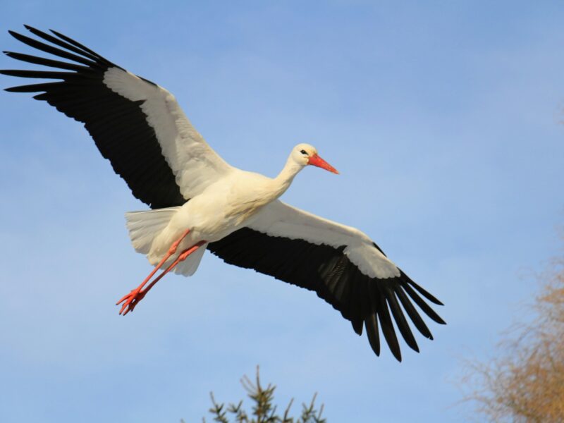 Photo de cigogne en Alsace
