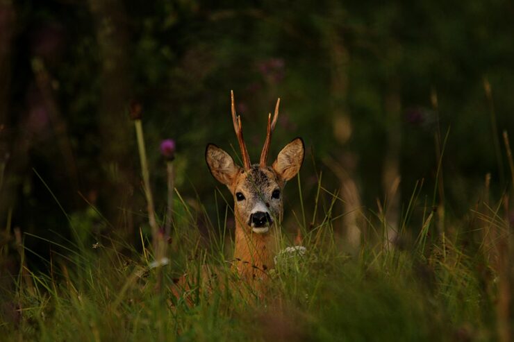 photo de cerf dans la nature pour blog